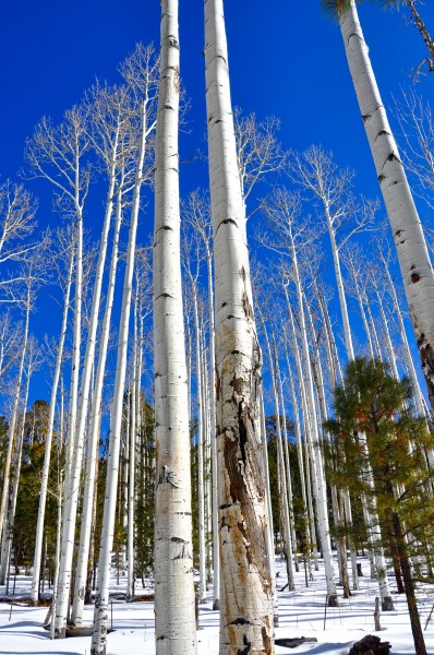 Aspen in the winter (8453662615)