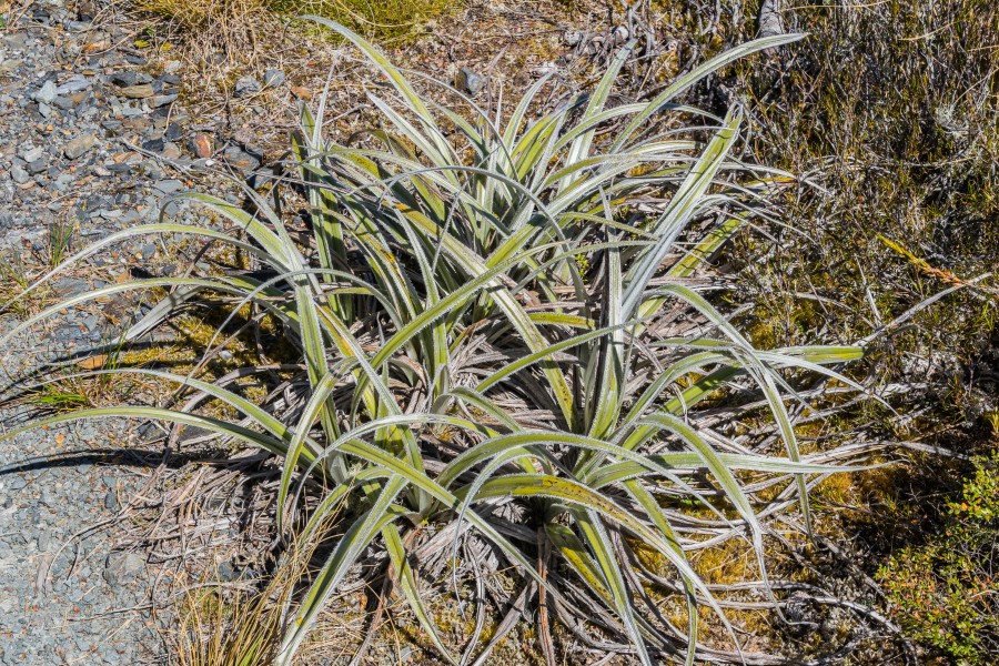 Astelia nivicola in Lewis Pass Scenic Reserve 14
