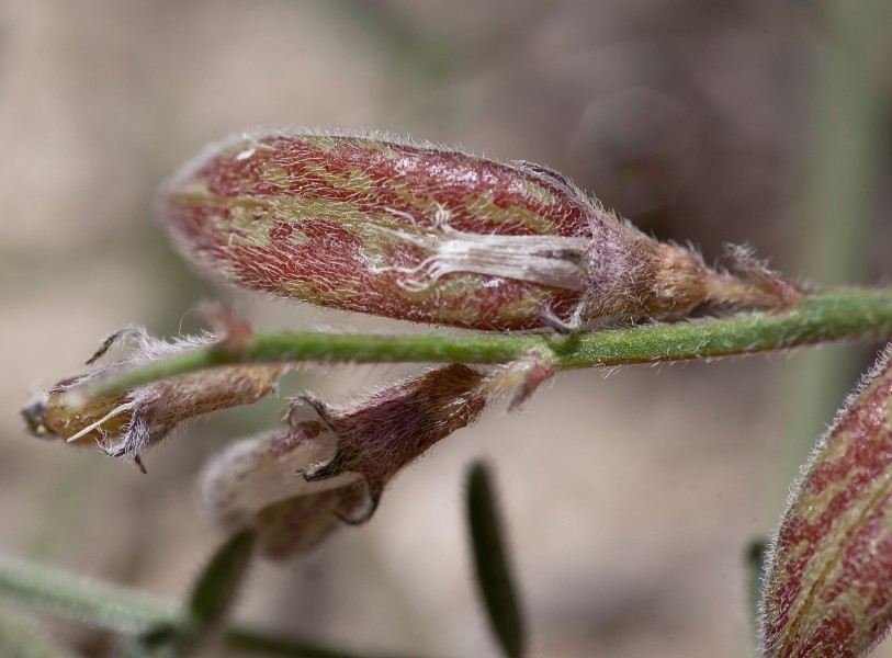 Astragalus shevockii (Little Kern milkvetch), underside of fruit (32630401616)