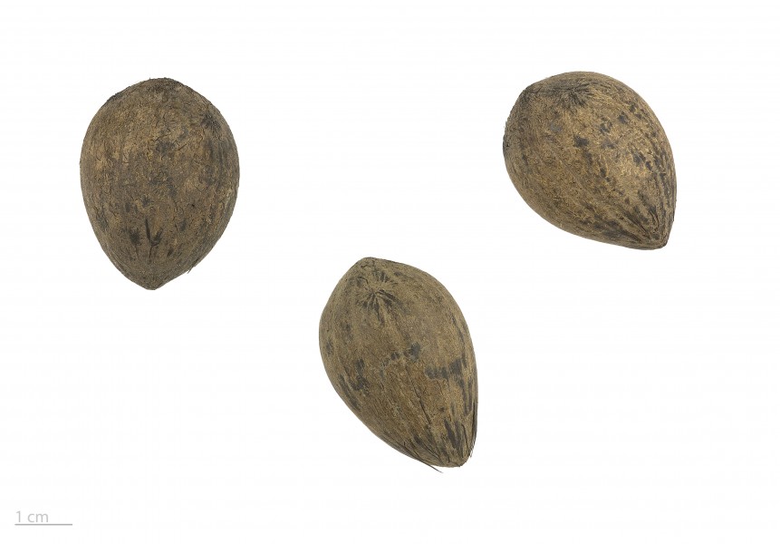 Astrocaryum murumuru MHNT.BOT.2017.10.5