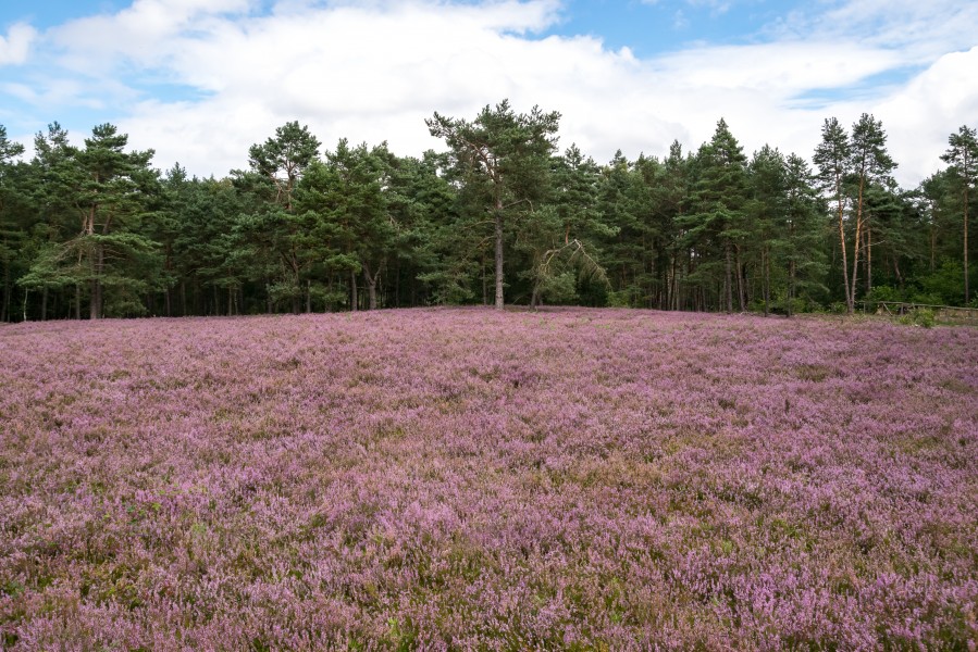 Augustdorf - 2016-08-21 - Augustdorfer Dünenfeld (06)