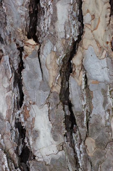 Austrian Pine Pinus nigra Bark Closeup 2000px