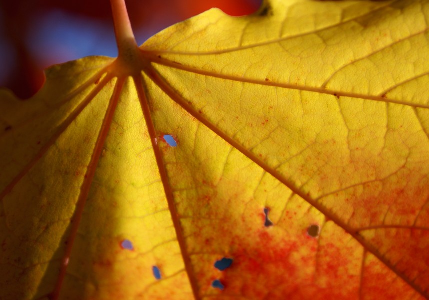 Autumn details (3999937693)