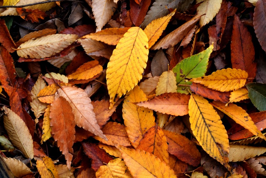 Autumn Leaf 08Nov17