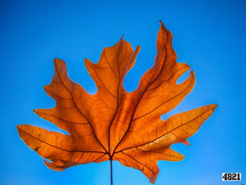 Autumn leaf sky creative svln svln4821 photo resim sekilleri