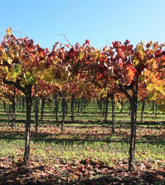 Autumn vineyard in Napa Valley 2
