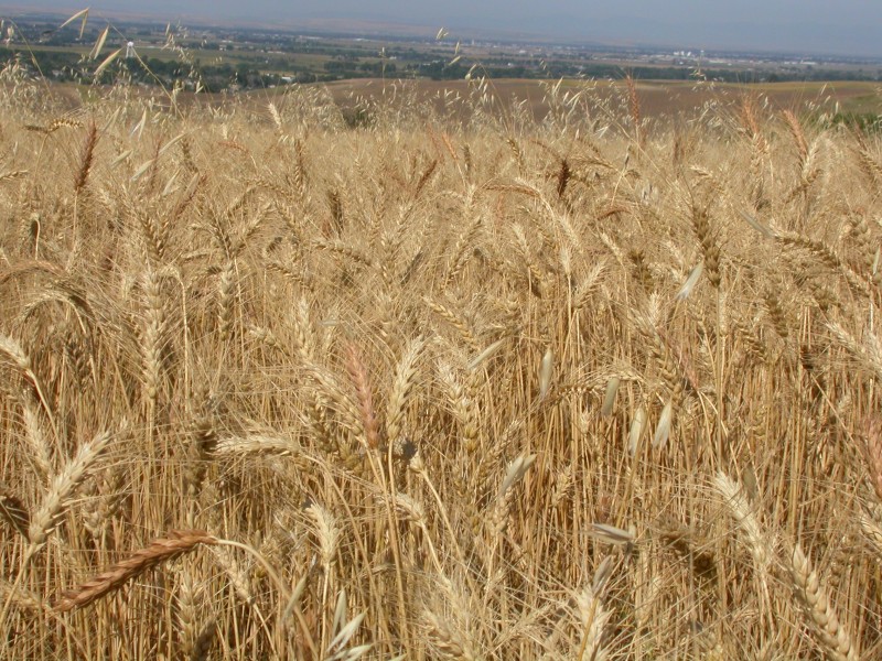 Avena fatua (3849804434)