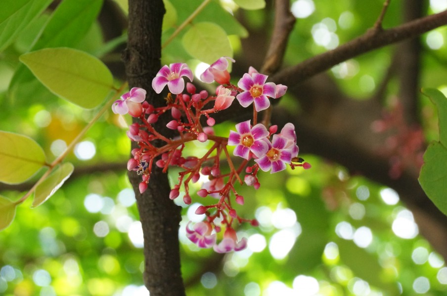 Averrhoa carambola 01