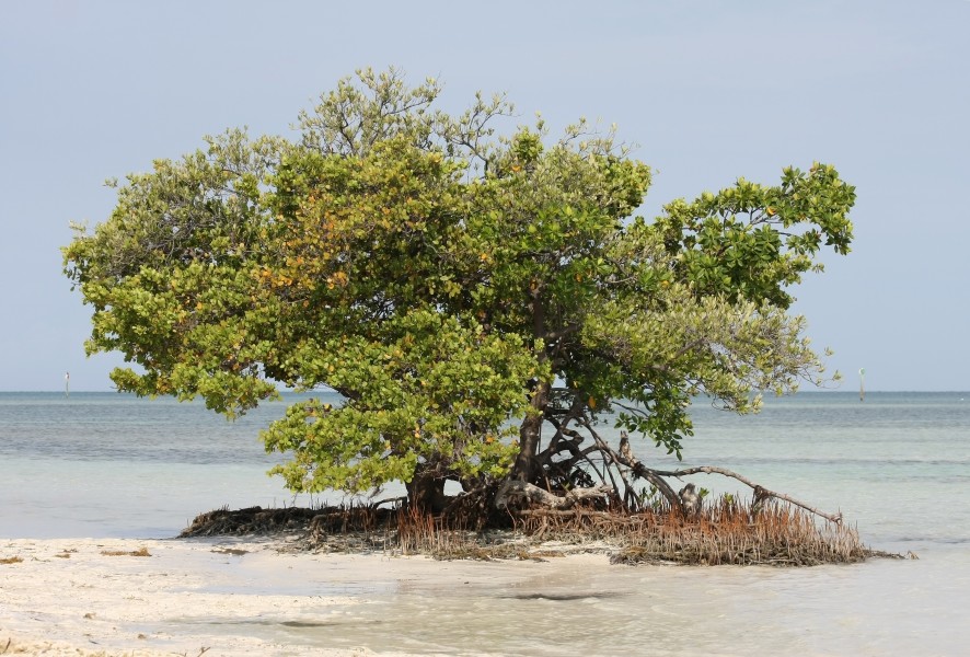 Avicennia germinans & Rhizophora mangle