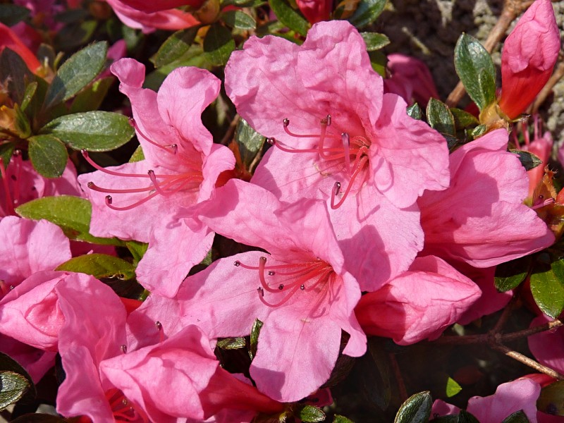Azalea japonica 'Madame Van Hecke' J2