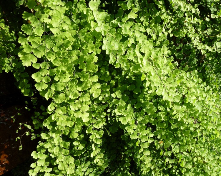 BagniDiLuccaNature (4)