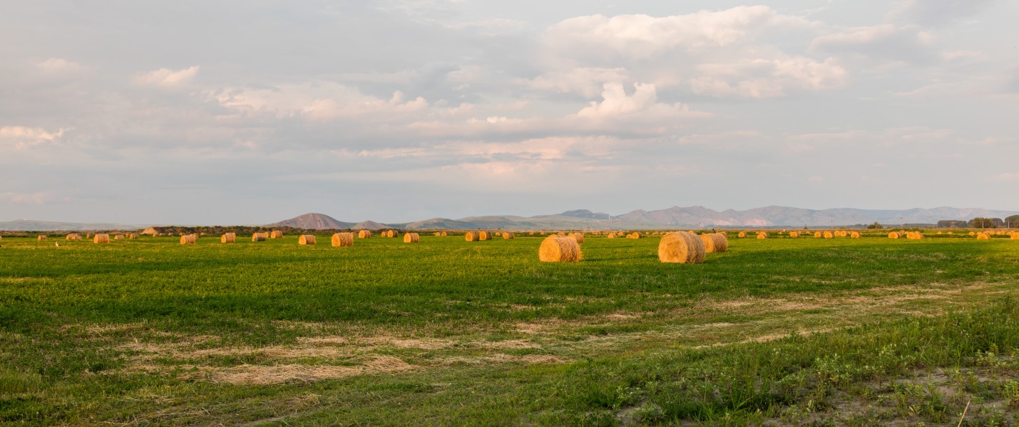 Balas de paja, Macin, Rumanía, 2016-05-28, DD 105