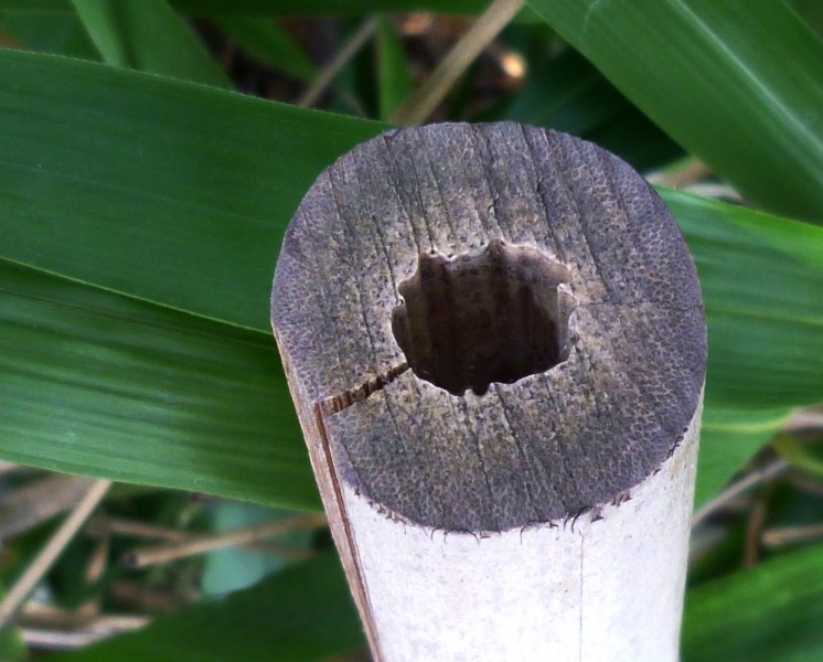 Bamboo (6384990395)