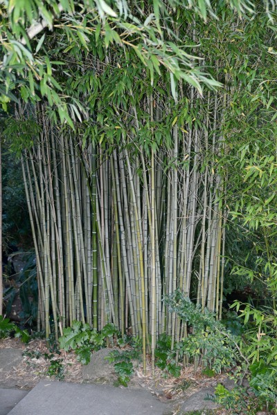 Bamboo December 2014-1