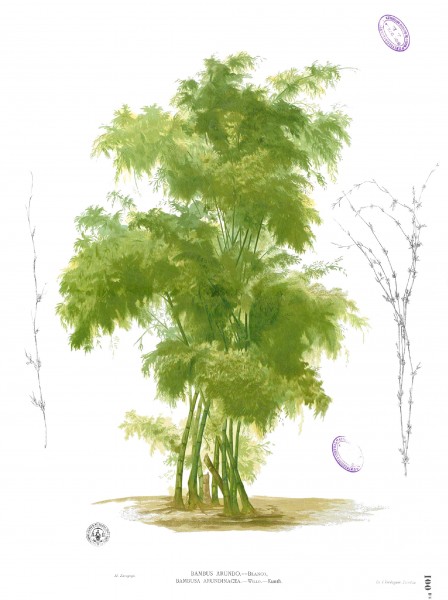 Bambusa bambos Blanco1.100b
