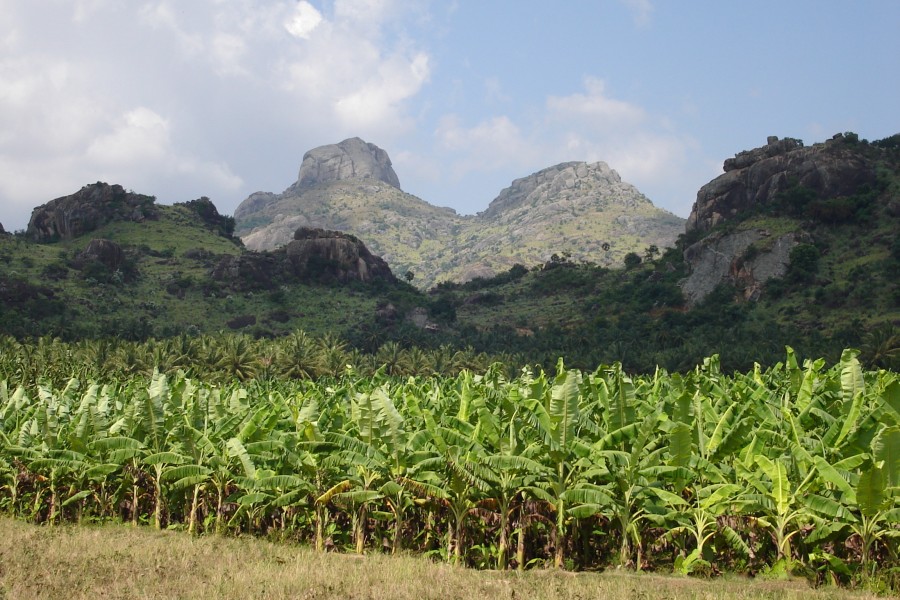 Banana farm