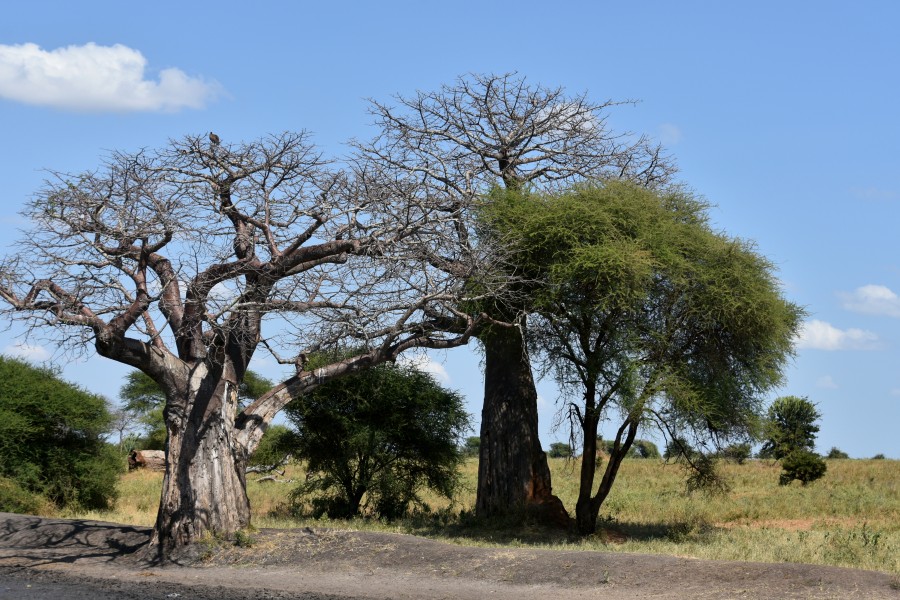 Baobab tree, Tarangire National Park (4) (28062313514)