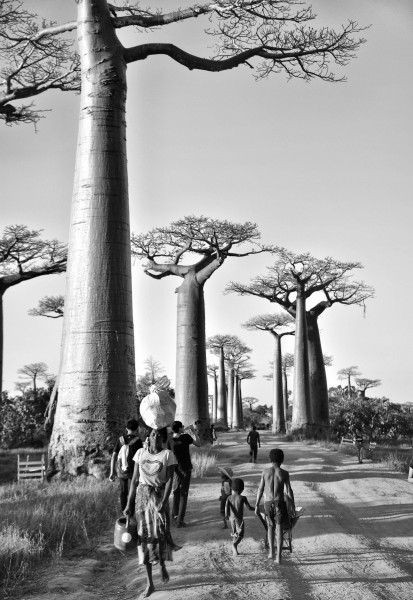 Baobabs, Madagascar (24180826156)