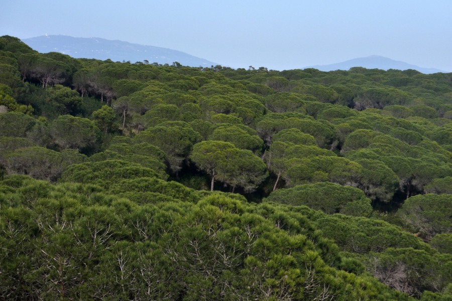 Barao de Sao Joao - Treetops (13496340873)