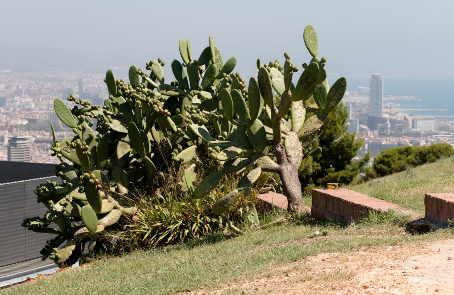 Barcelona August 2014 - Castell de Montjuic 019