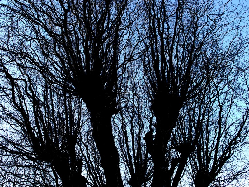 Bare Trees 4