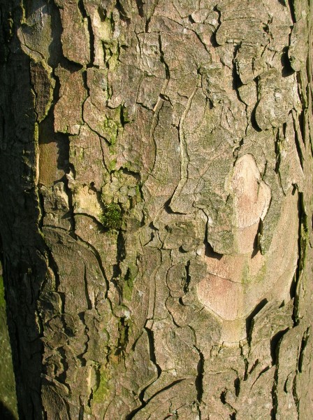 Bark of an old Sycamore