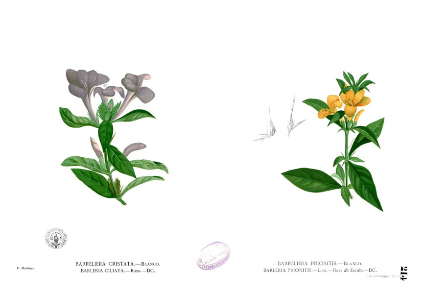 Barleria spp Blanco1.214