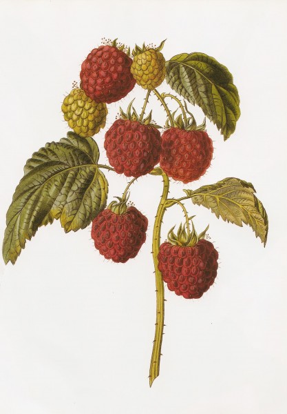 Barnet raspberry RHS