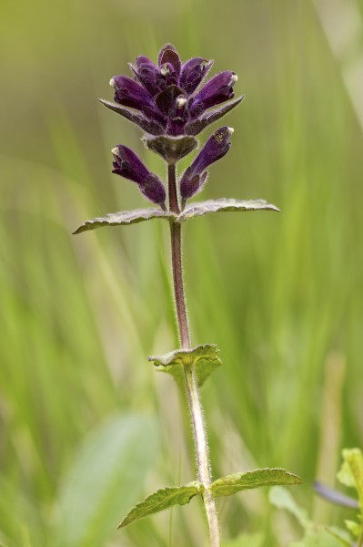 Bartsia alpina LC0333