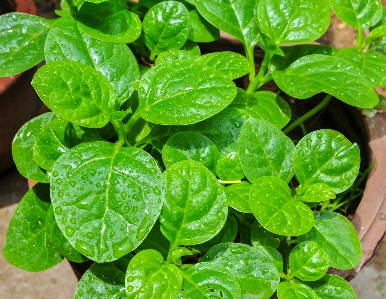 Basella alba leaves 26052014