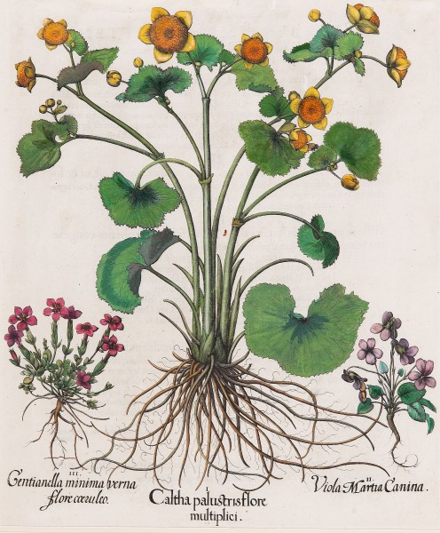 Basilius Besler-Caltha palustris flore