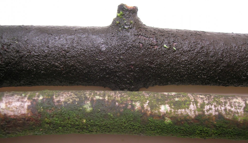 Baudoinia compniacensis on Sycamore and fungus free bark