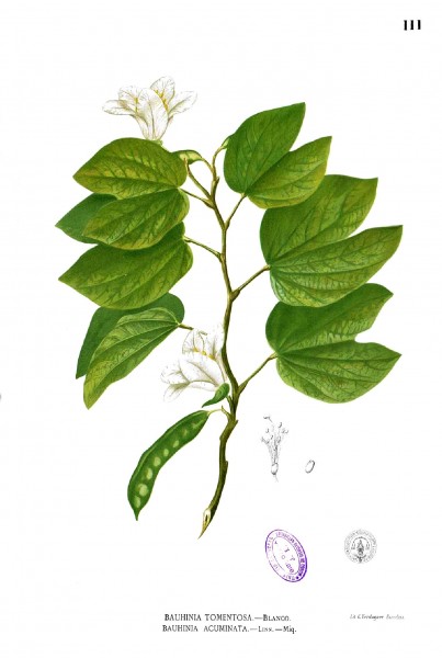Bauhinia acuminata Blanco1.111