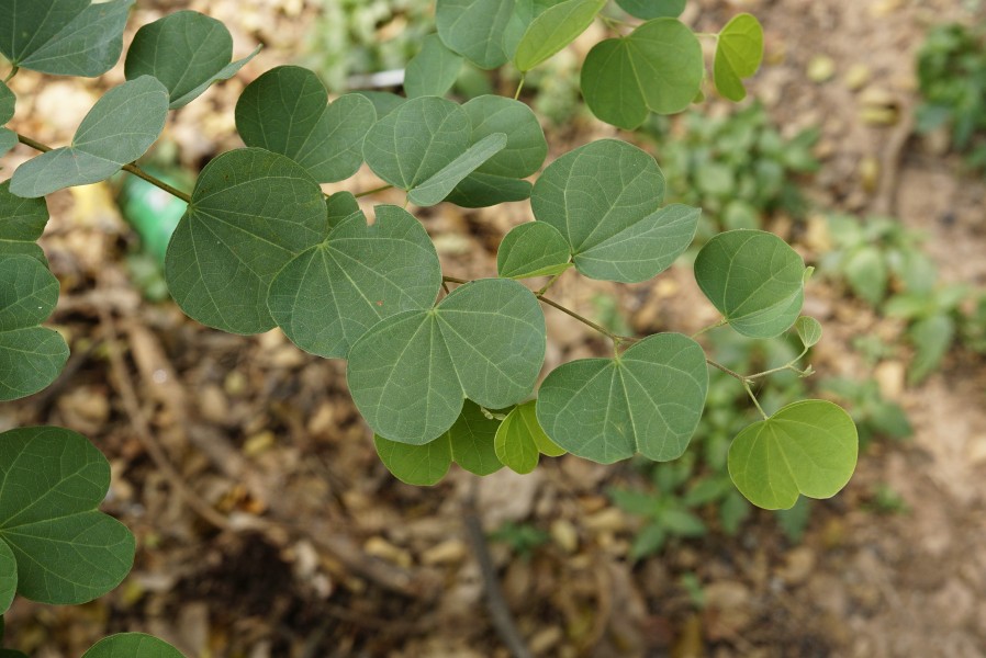 Bauhinia sp 2957