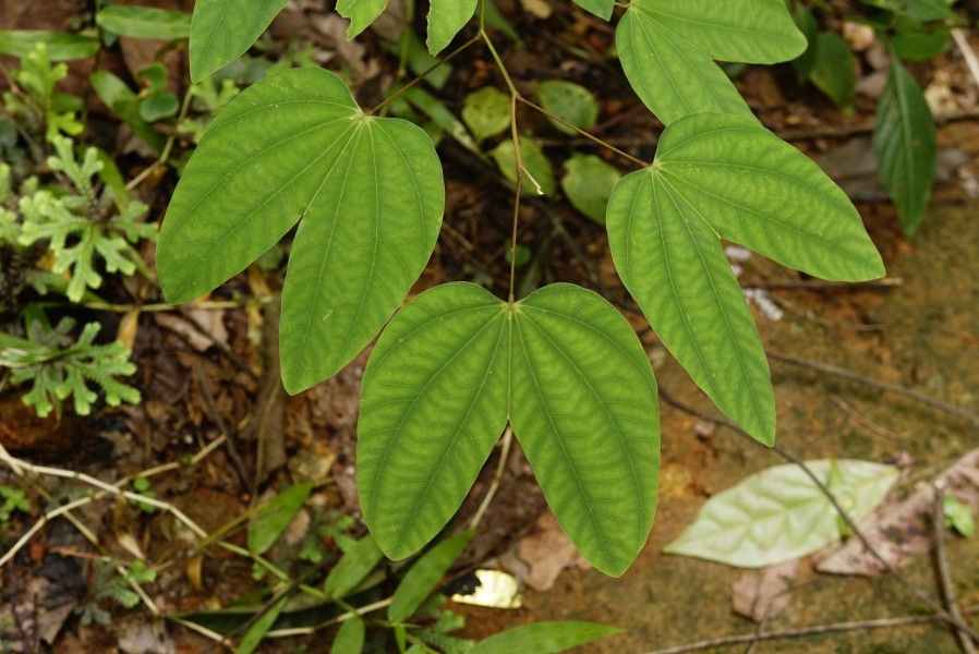 Bauhinia sp 4099