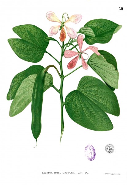 Bauhinia subrotundifolia Blanco1.82