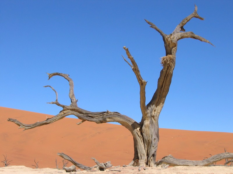 Baum mit Nest Deadvlei Sossusvlei