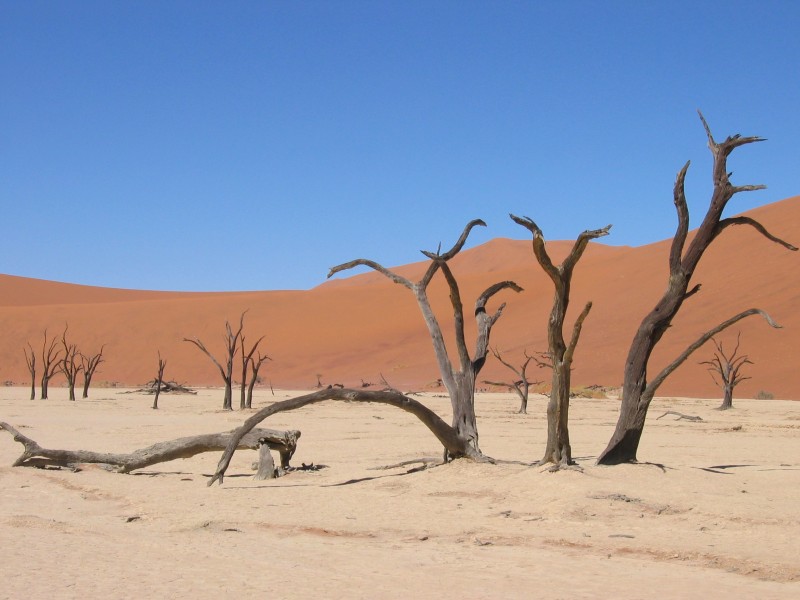 Baumgruppe Deadvlei Sossusvlei