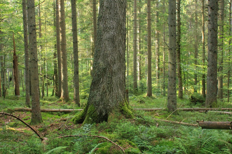 Bayerischer Wald - MittelsteighГјtte 001