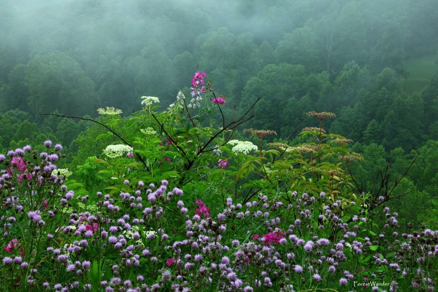Beautiful-late-spring-rain-wildflowers - West Virginia - ForestWander