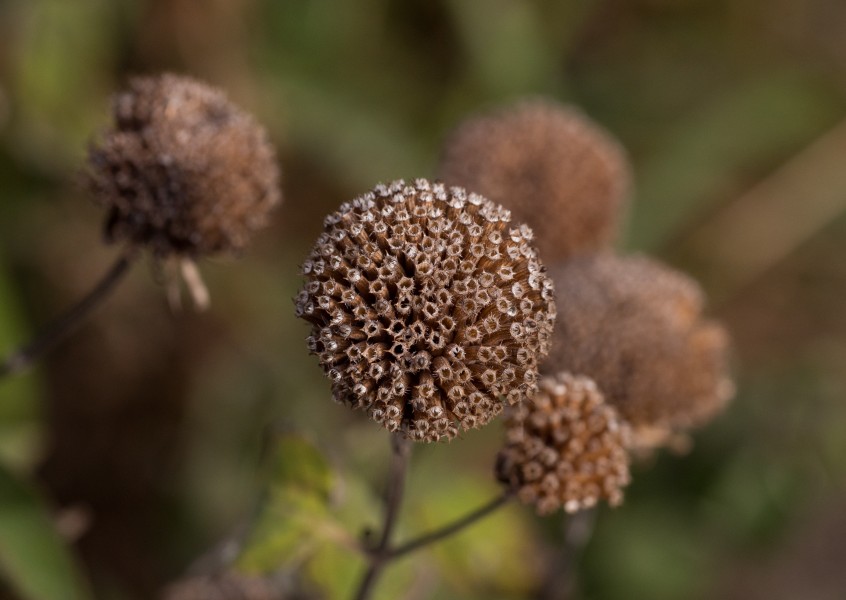 Bee balm seedhead (70424)