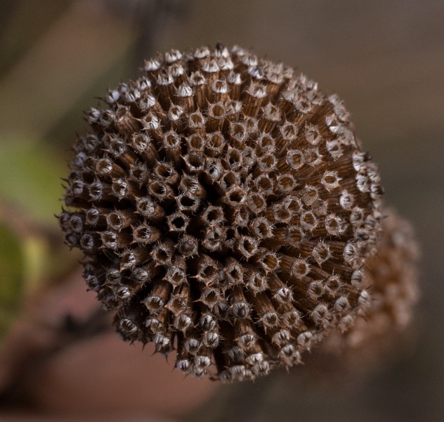 Bee balm seedhead (70429)