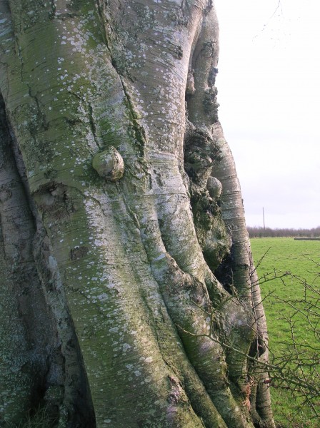 Beech bark burrs and canker