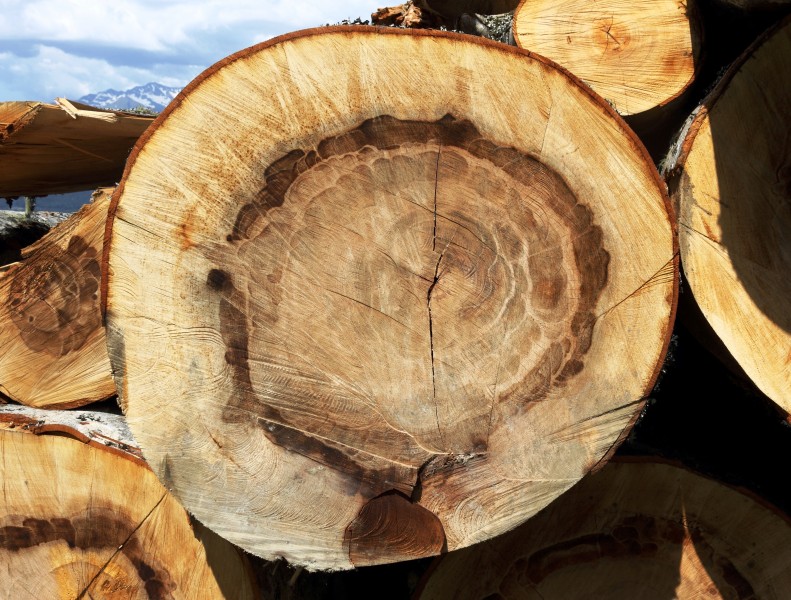 Beech growth rings