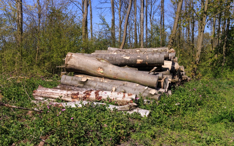 Beekdal Linde Bekhofplas. Een waardevol natuurterrein van Staatsbosbeheer in de provincie Friesland 30