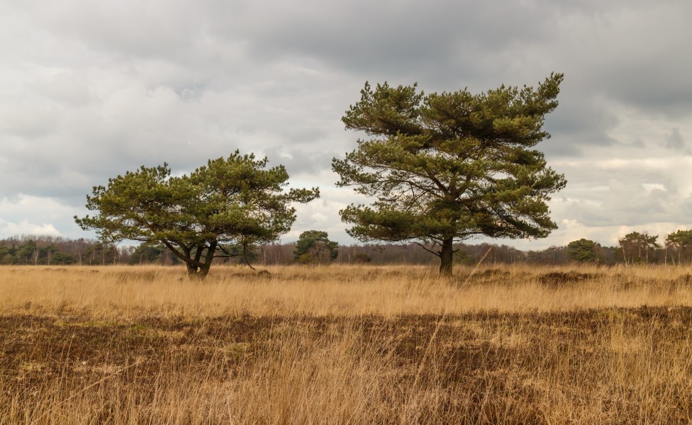 Beeldbepalende vliegdennen (Pinus sylvestris). Locatie, natuurgebied Delleboersterheide – Catspoele 01
