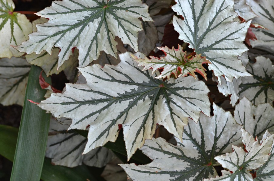 Begonia 'Looking Glass' Leaves