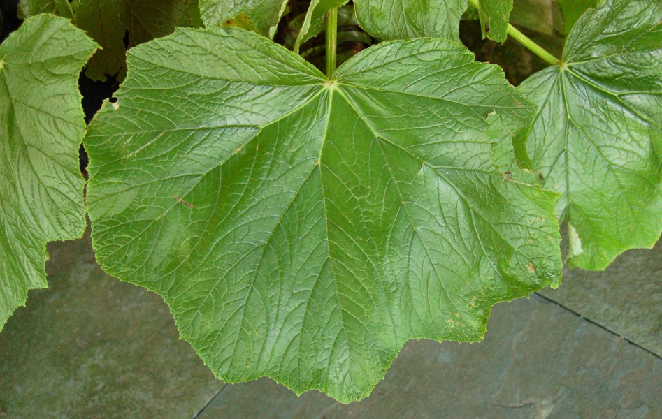 Begonia 'Parviflora' Leaf 3000px