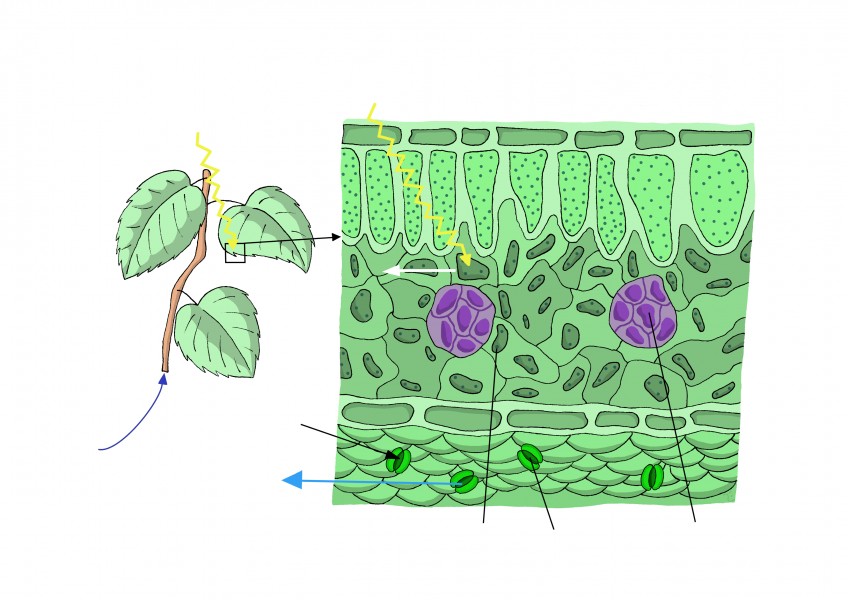 Beispiel für Fotosynthese