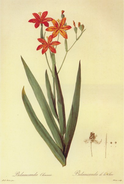 Belamcanda chinensis in Les liliacees